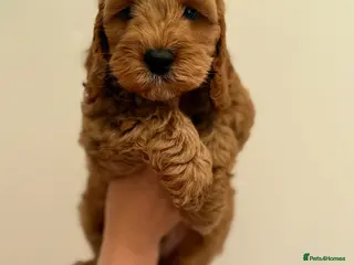 Cockapoo dogs F1 cockapoo puppies READY THIS SATURDAY - Advert 3