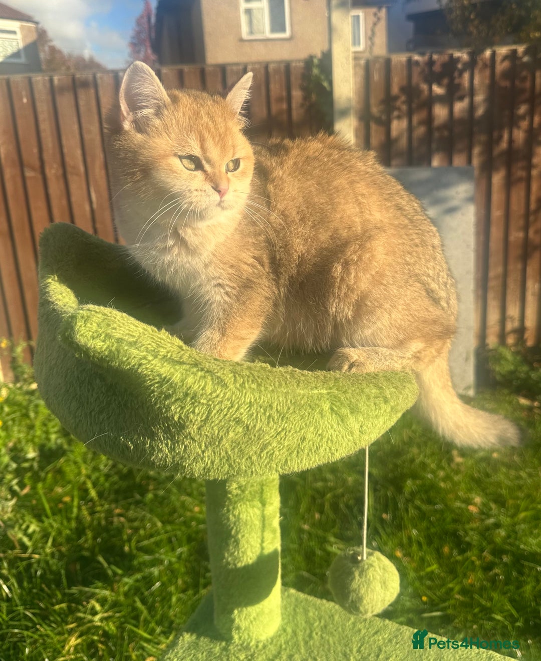 British Shorthair cats for sale: Last handsome golden boy left😻🌼🌺 - Advert 2