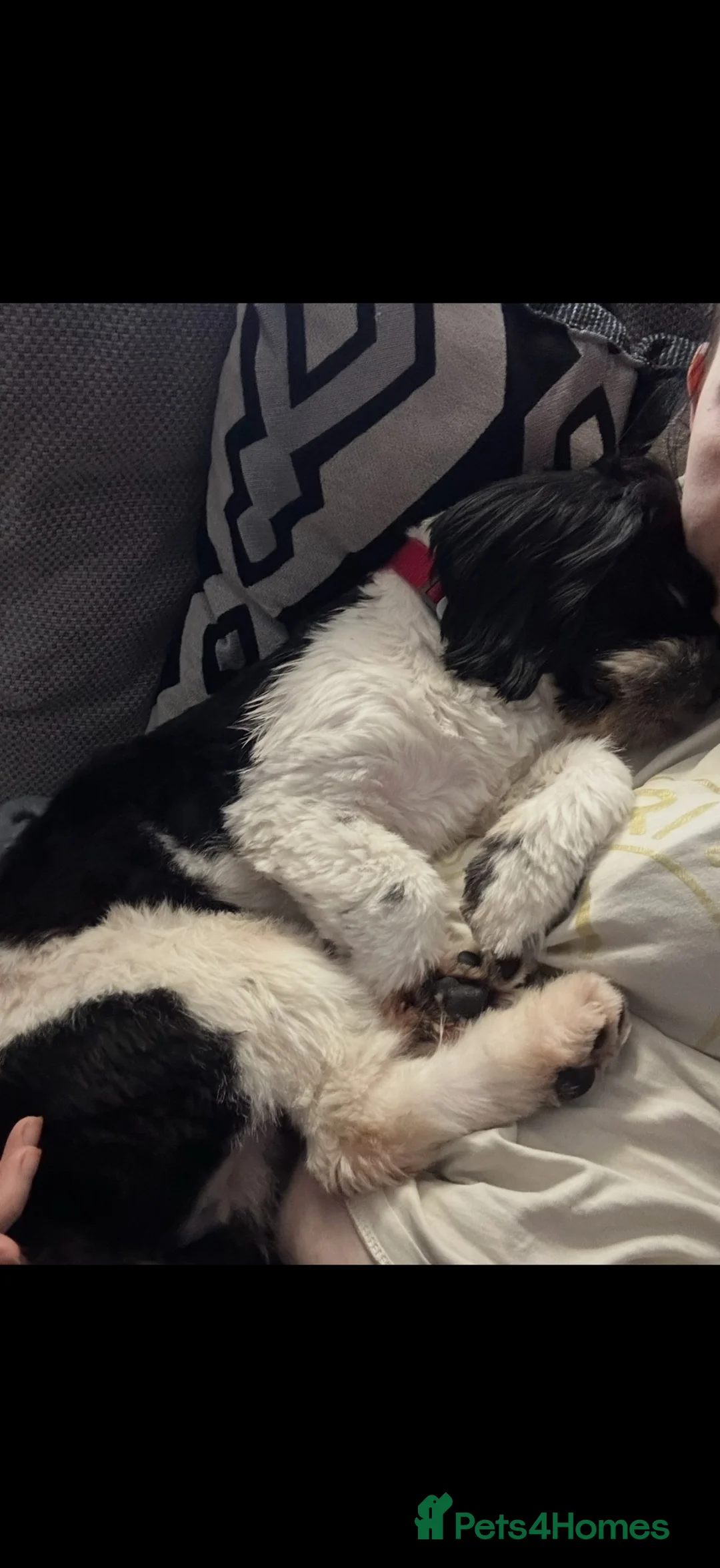 Shih Tzu dogs for sale: 3 year old male Shih Tzu  - Advert 6