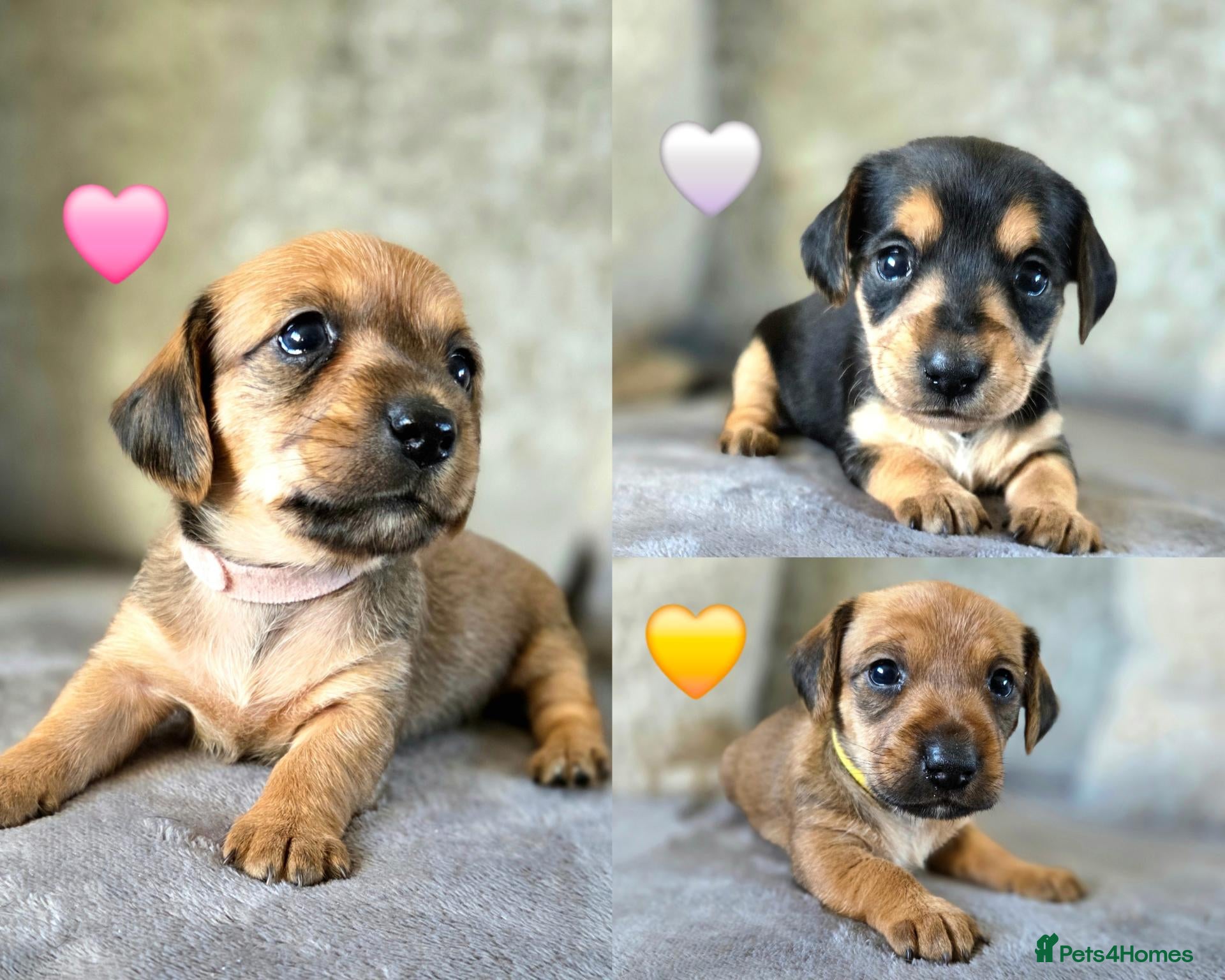 Mixed Breed dogs 7 Stunning Dorkie Puppies - Advert 21