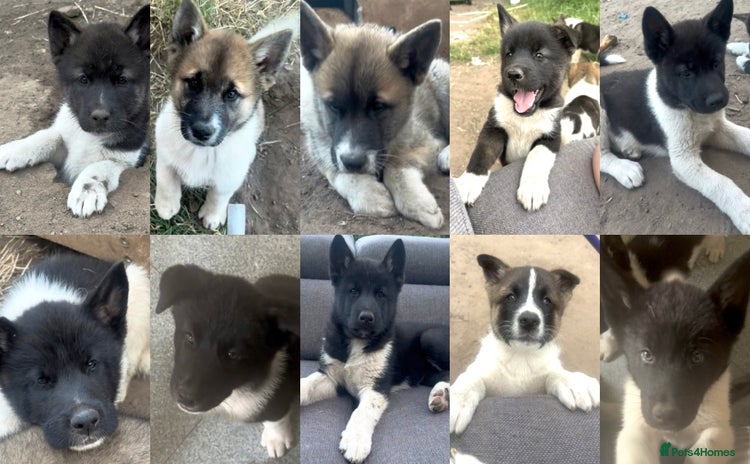 Akita dogs - Advert 2