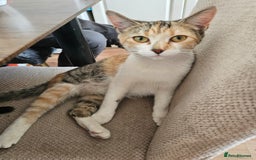 Mixed Breed cats for sale:  3 Adorable Kittens Ready for Their Forever Homes - Image 17