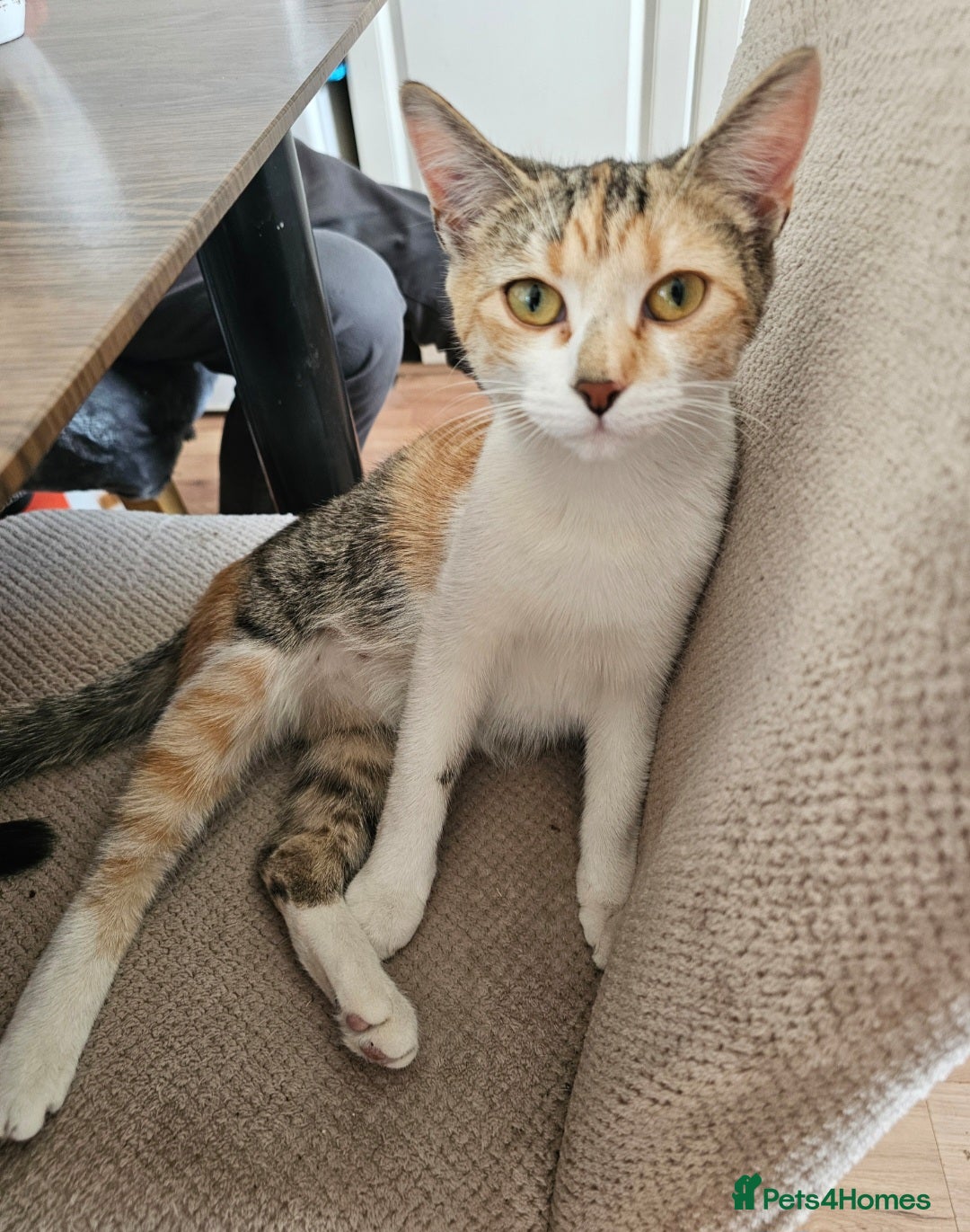 Mixed Breed cats for sale:  3 Adorable Kittens Ready for Their Forever Homes - Image 17