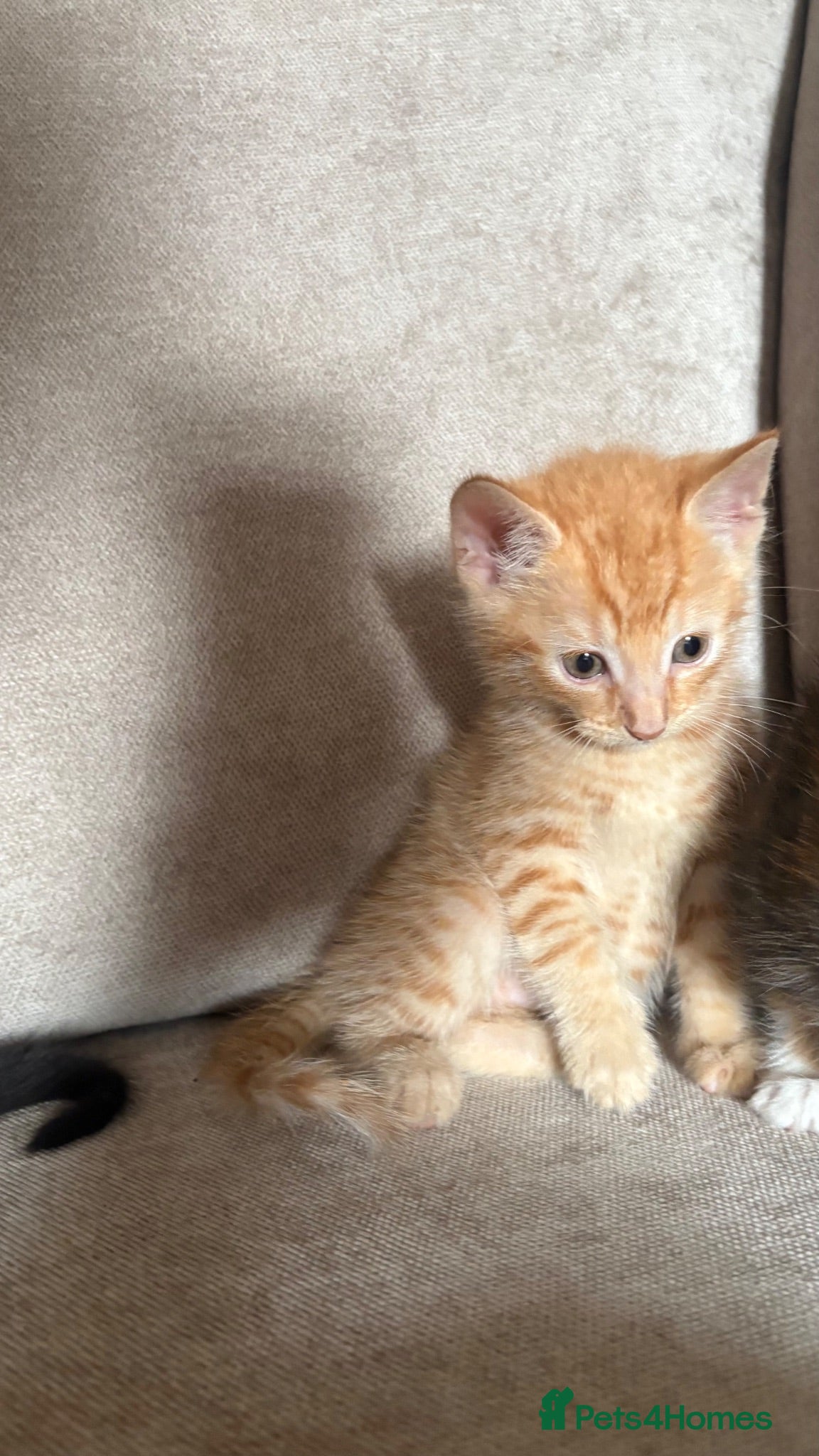 Mixed Breed cats Bengal cross kittens  - Advert 4