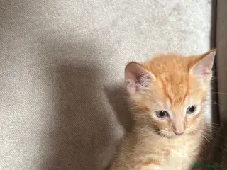 Mixed Breed cats Bengal cross kittens - Advert 4