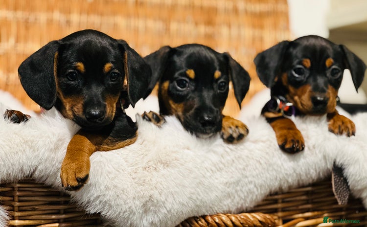 Mixed Breed dogs - Advert 1