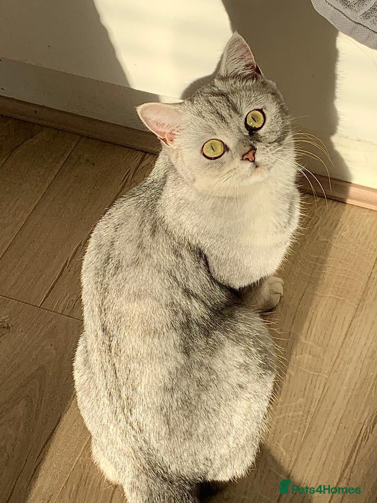 British Shorthair cats for sale: GCCF Silver shaded and gold British shorthair  - Advert 7