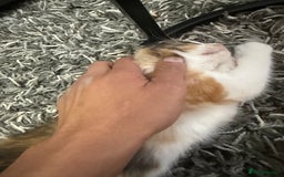 Ragdoll cats for sale: Adorable Ragdoll/Turkish Angora Female Kitten - Image 11