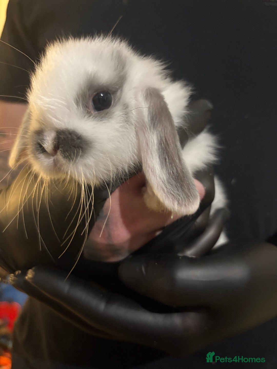 Mini Lop rabbits for sale: 🐰 Adorable full breed Lop Bunnies - Advert 11