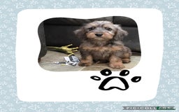 Cockapoo dogs for sale: Cockapoo ready now  - Image 4