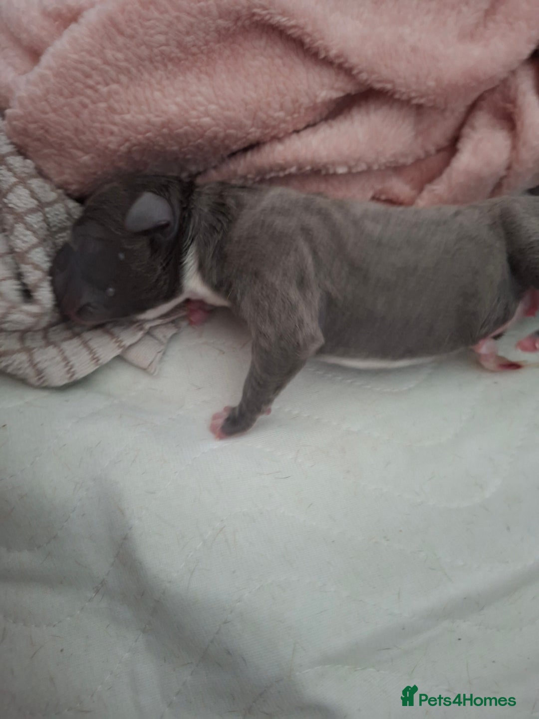 Staffordshire Bull Terrier dogs for sale: Staffy pups ready 26th august 2 brindle 3 blue - Image 16