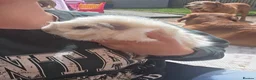 Guinea Pig rodents for sale: 4 Lovely Boy Guinea Pigs for Rehome - Advert 4