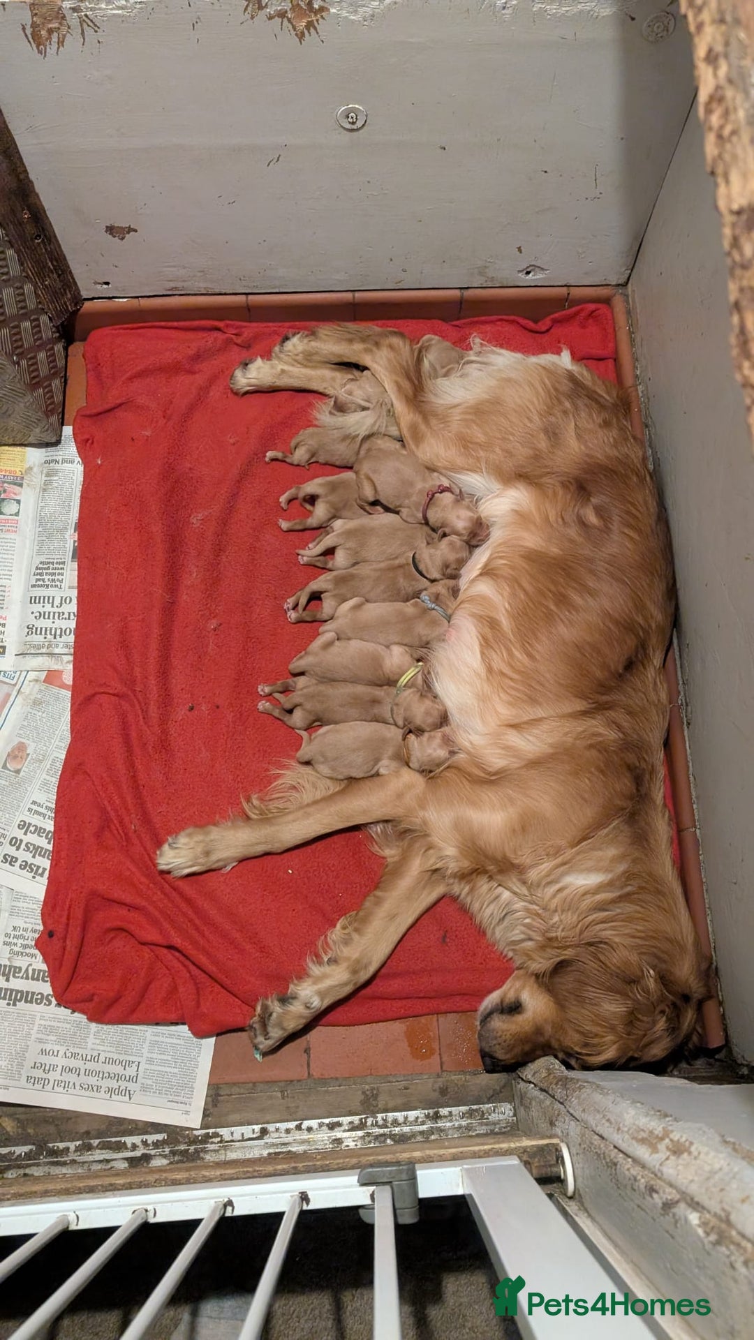 Golden Retriever dogs for sale: Working Golden Retriever Puppies  - Advert 5