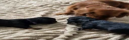 Dachshund dogs for sale: Last Boy ready now - Advert 2