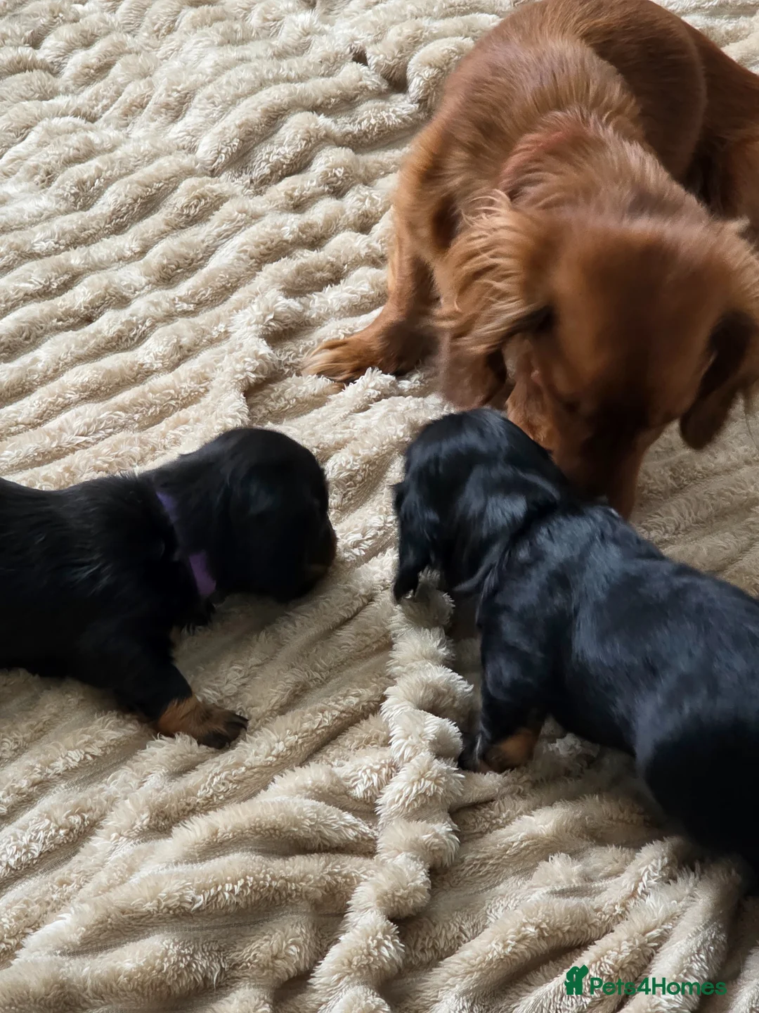 Dachshund dogs for sale: Last Boy ready now - Advert 2