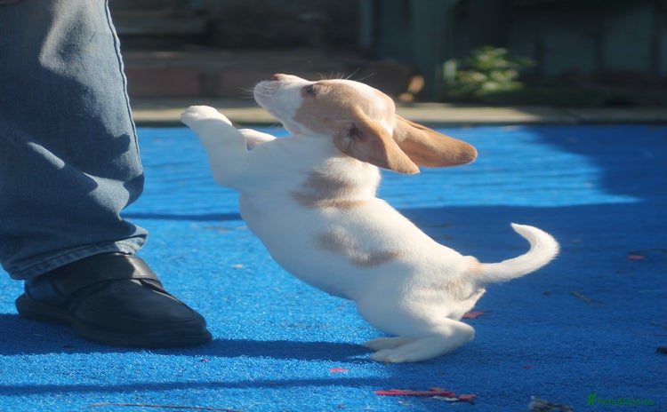 Beagle dogs - Advert 13
