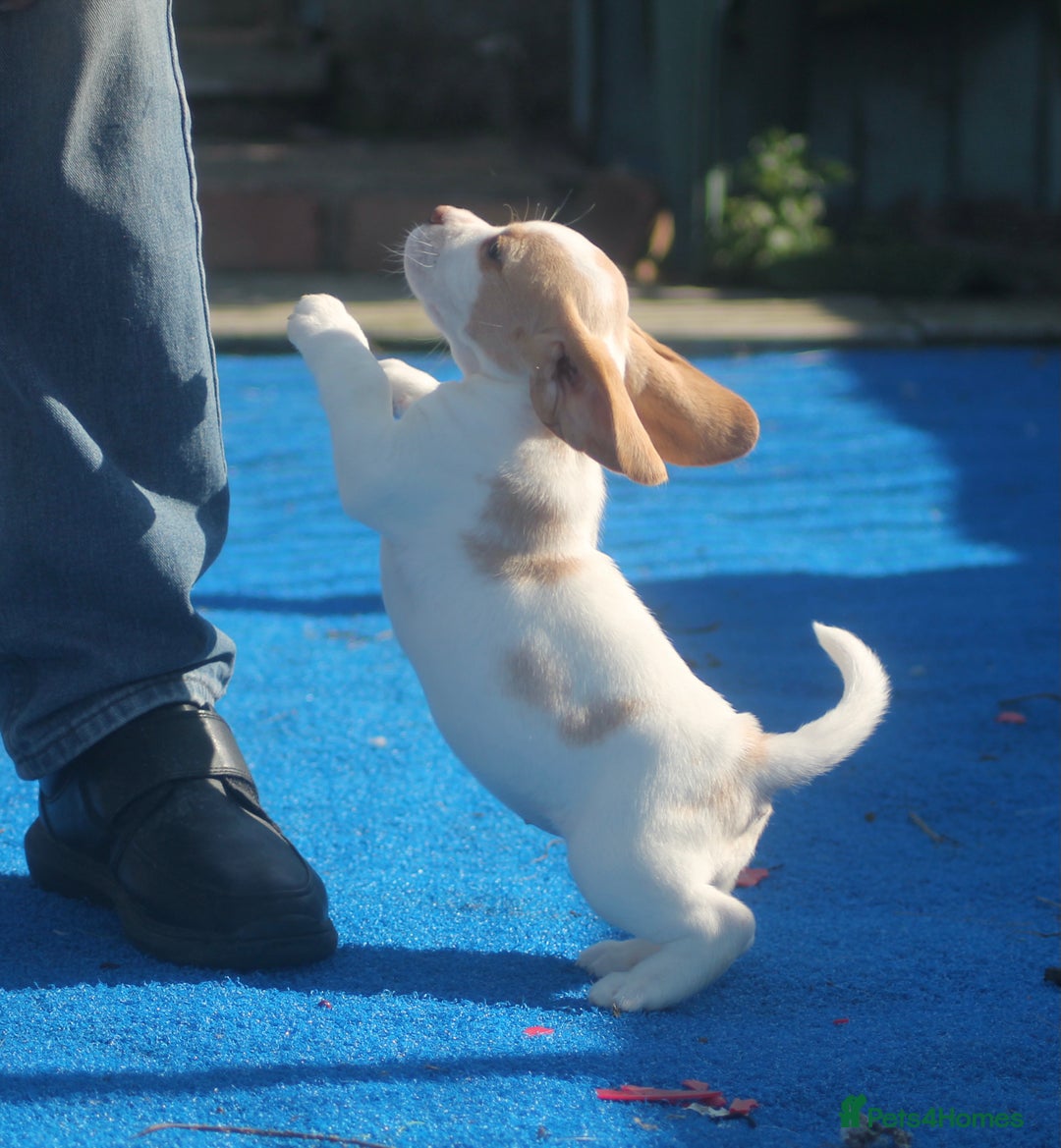 Beagle dogs for sale: CHUNKY KENNEL CLUB REG BEAGLE PUPPIES - Image 1