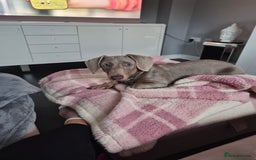Miniature Dachshund dogs for sale: Gorgeous Green eyed Walter Mini Dachshund  - Image 7