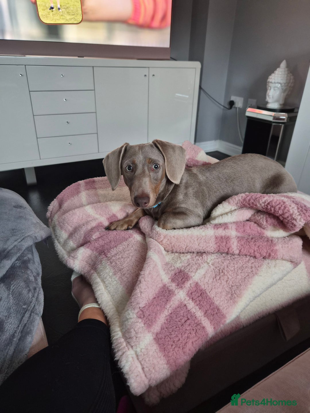Miniature Dachshund dogs for sale: Gorgeous Green eyed Walter Mini Dachshund  - Image 7