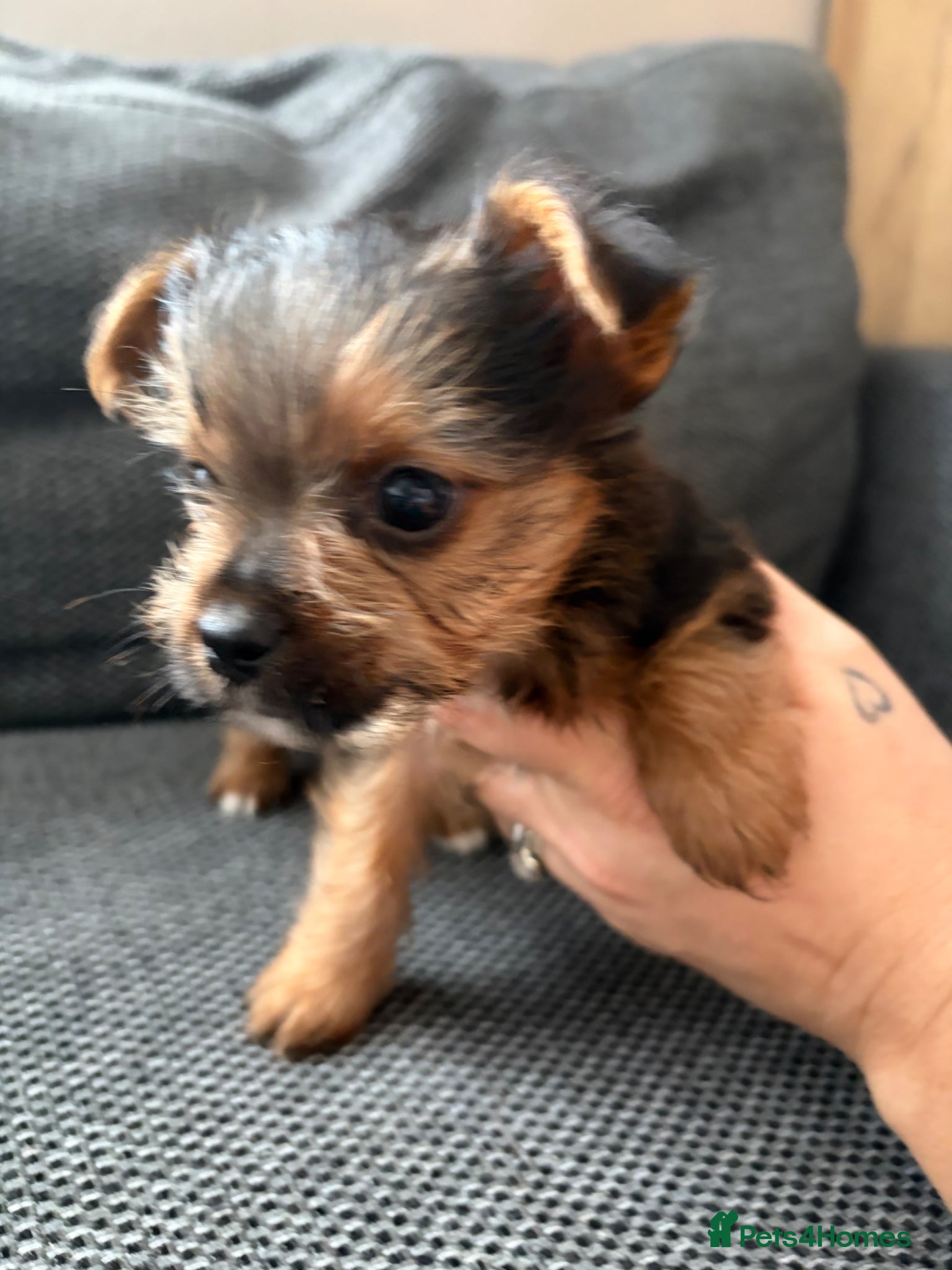 Yorkshire Terrier Puppy 1