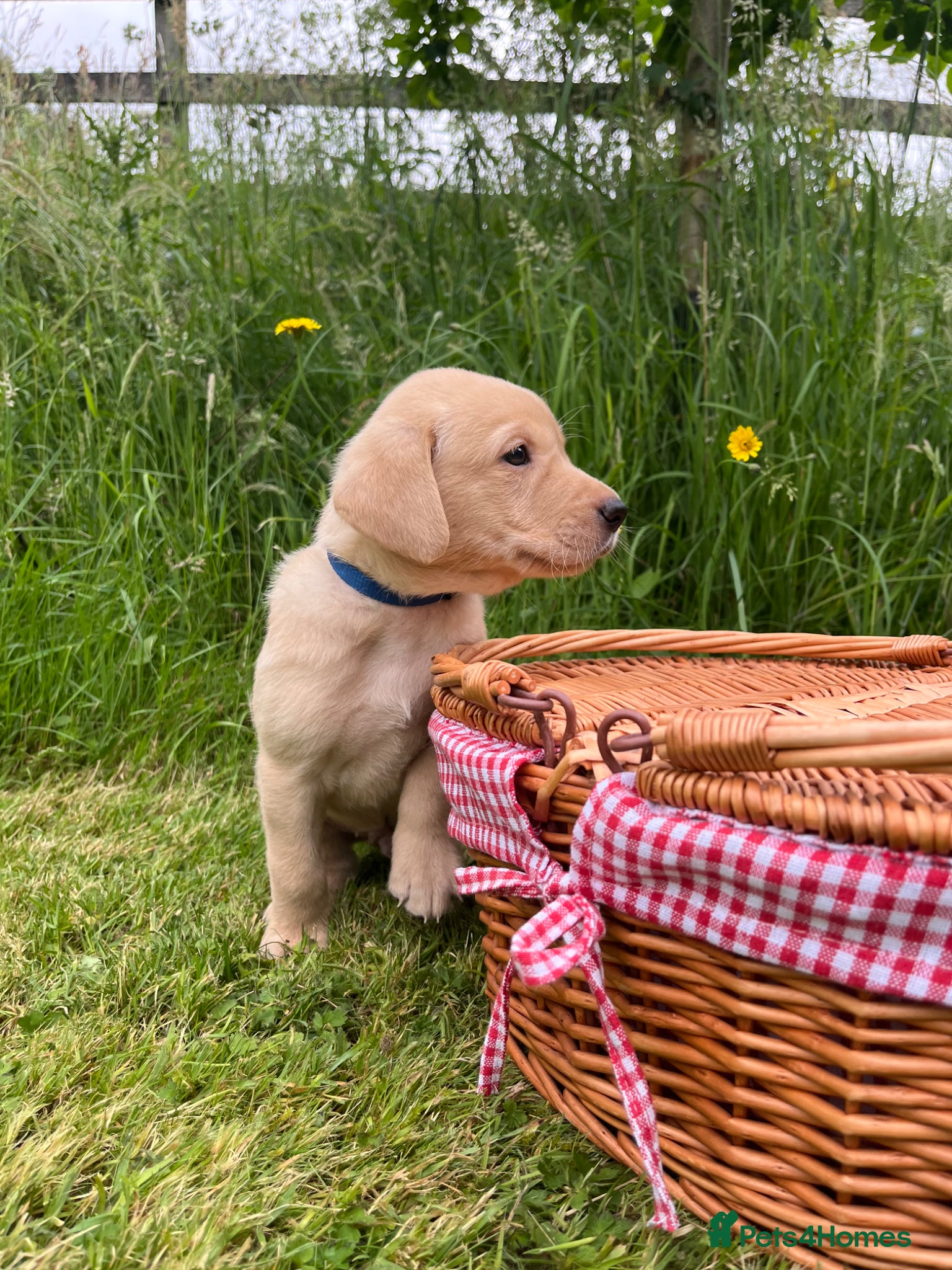 Labrador Retriever dogs Championship Winner FTCh Rustler Master puppies   - Advert 2
