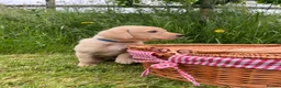 Labrador Retriever dogs for sale: Championship Winner FTCh Rustler Master puppies   - Advert 2