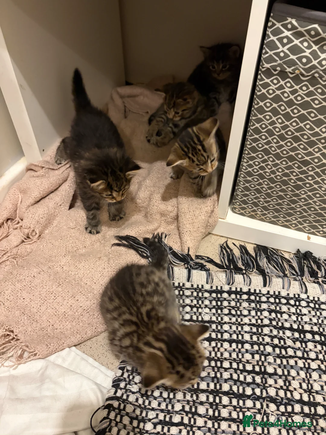 British Shorthair cats for sale: 5 tabby kittens 2 fluffy 3 short hair  - Advert 2