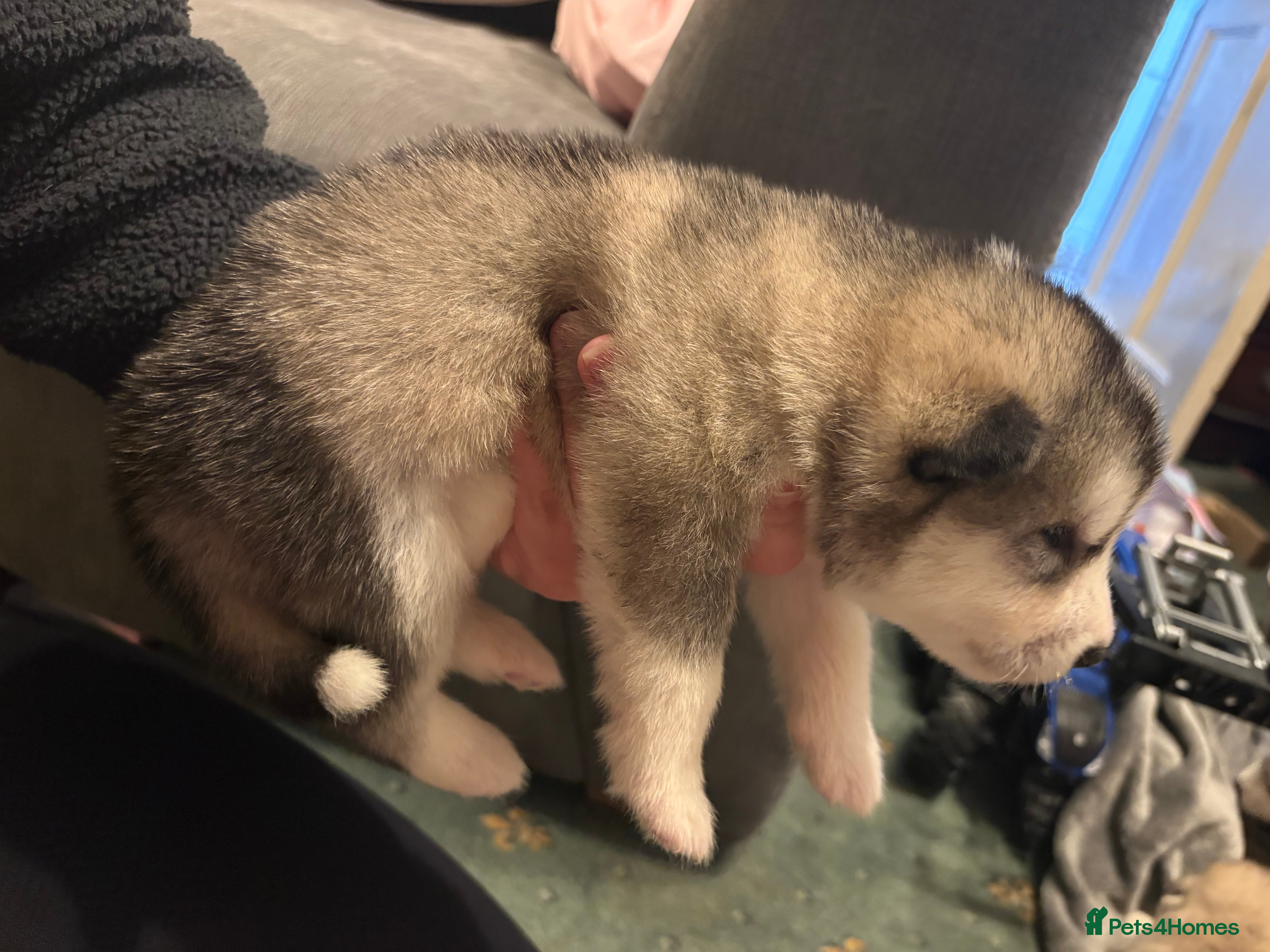Alaskan Malamute dogs for sale: K.C Registered Quality Alaskan Malamute Puppies - Advert 29