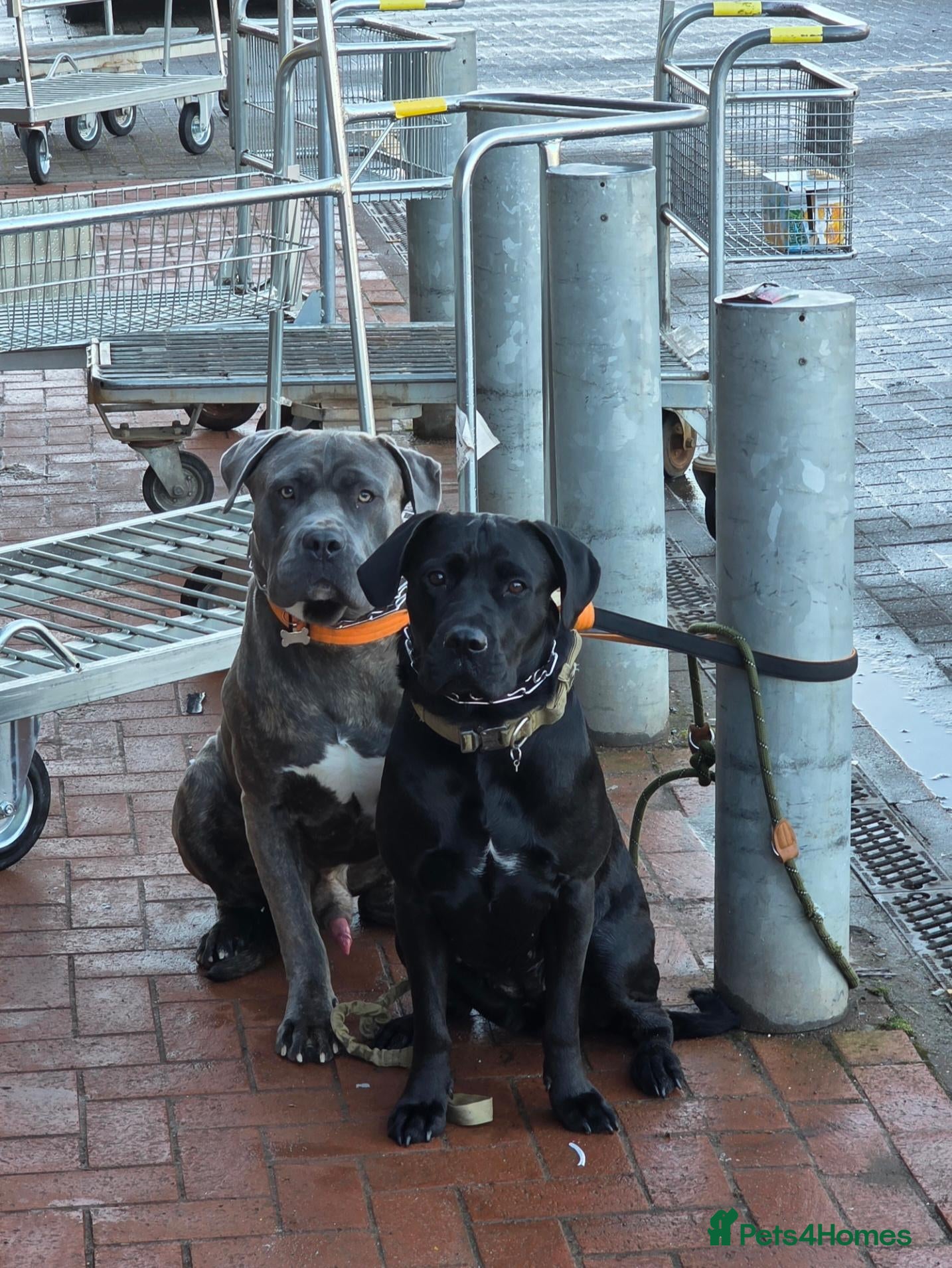 Cane Corso dogs Exceptional 88% Cane Corso / 12% Malinois Puppies - Advert 2