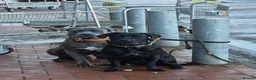Cane Corso dogs for sale: Exceptional 88% Cane Corso / 12% Malinois Puppies in Preston - Advert 2