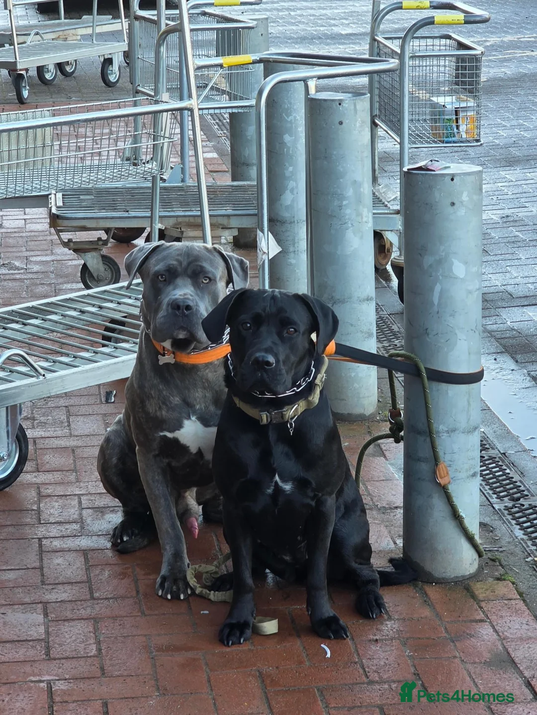 Cane Corso dogs for sale: Exceptional 88% Cane Corso / 12% Malinois Puppies in Preston - Advert 2
