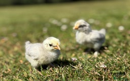 Chickens poultry for sale: Polish and pekin bantam chicks  - Image 5