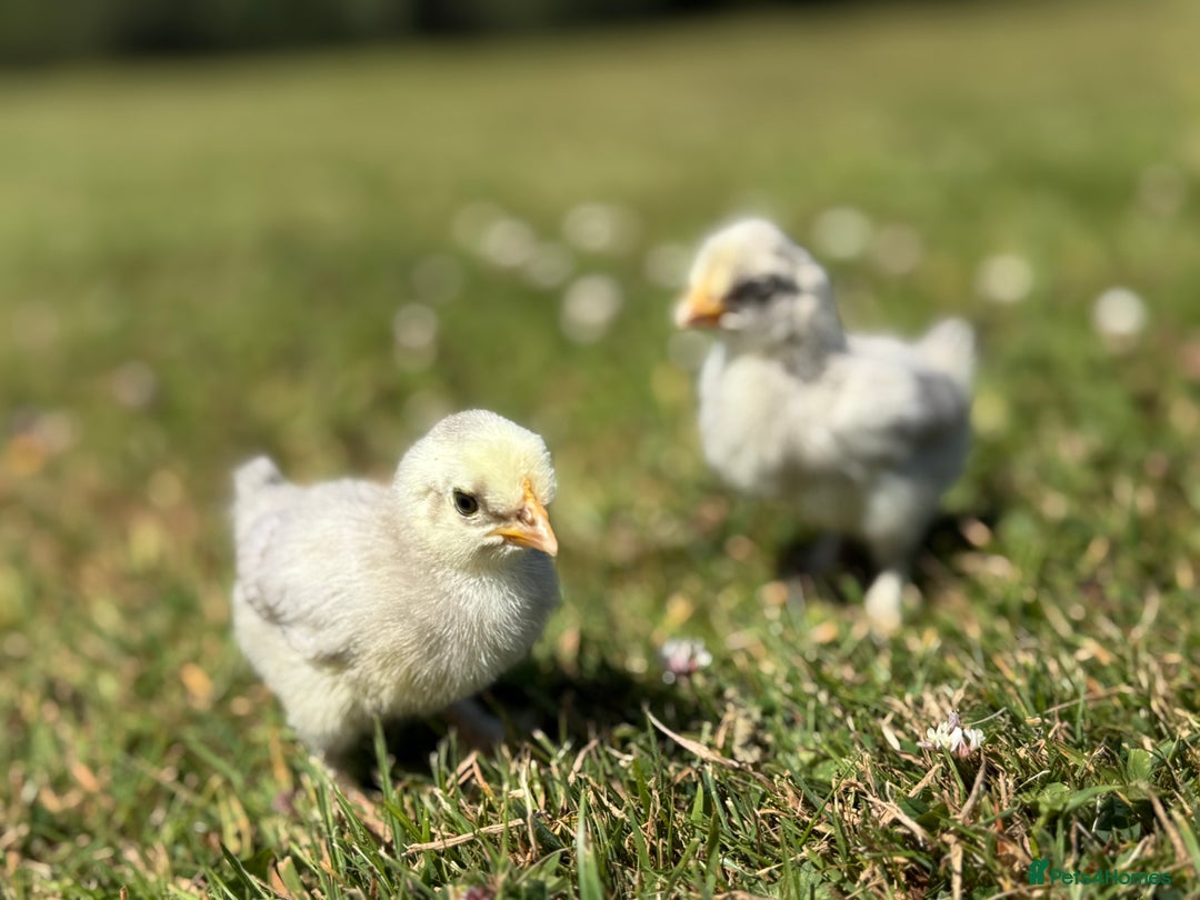Chickens poultry for sale: Polish and pekin bantam chicks  - Image 5