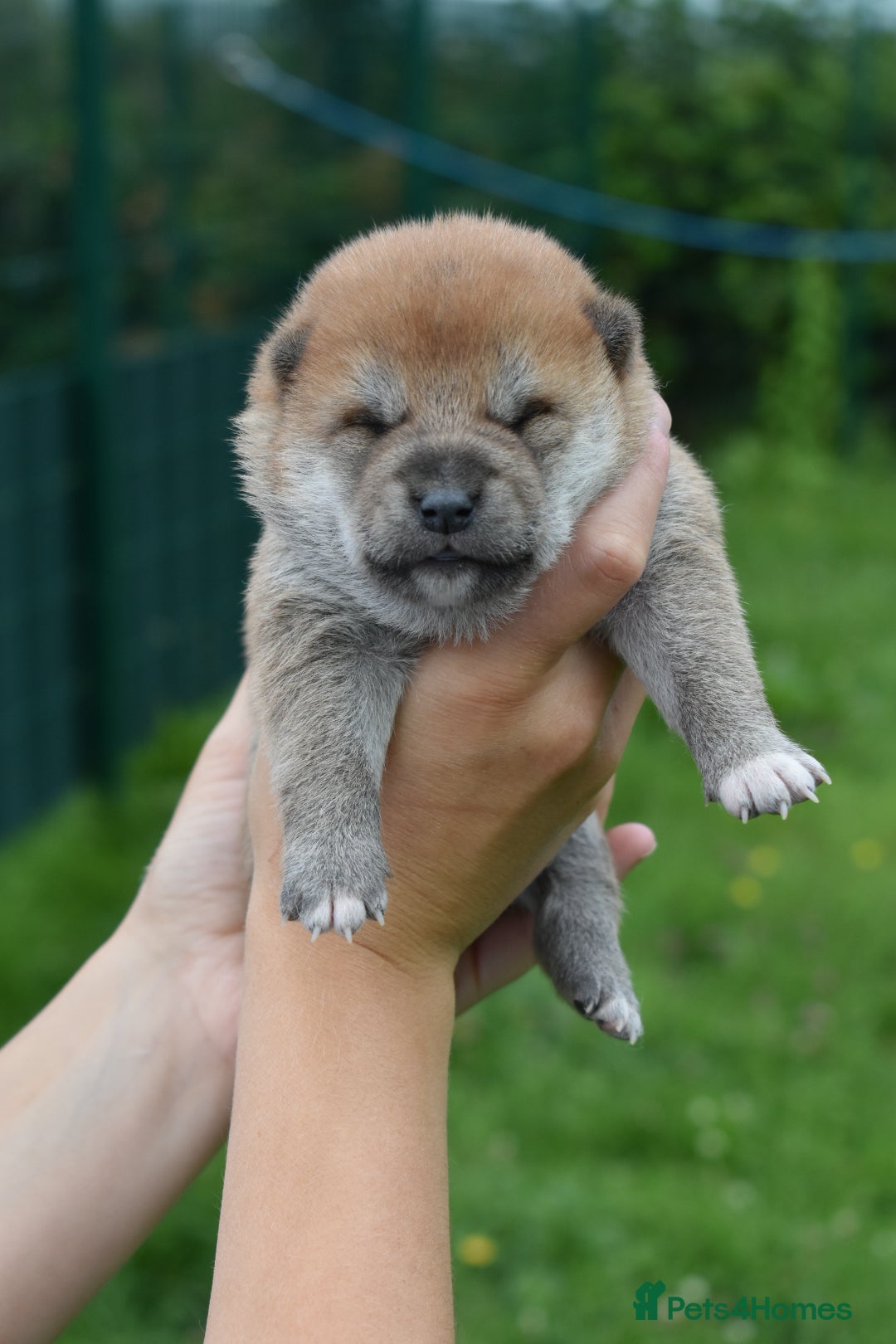 Japanese Shiba Inu dogs for sale: Beautiful Japanese Shiba Inu Puppies - Image 18