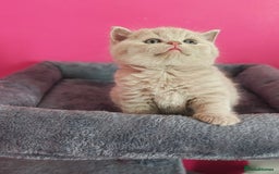British Shorthair cats for sale: Stunning Teddy bear BSH kittens  GCCF  - Image 24