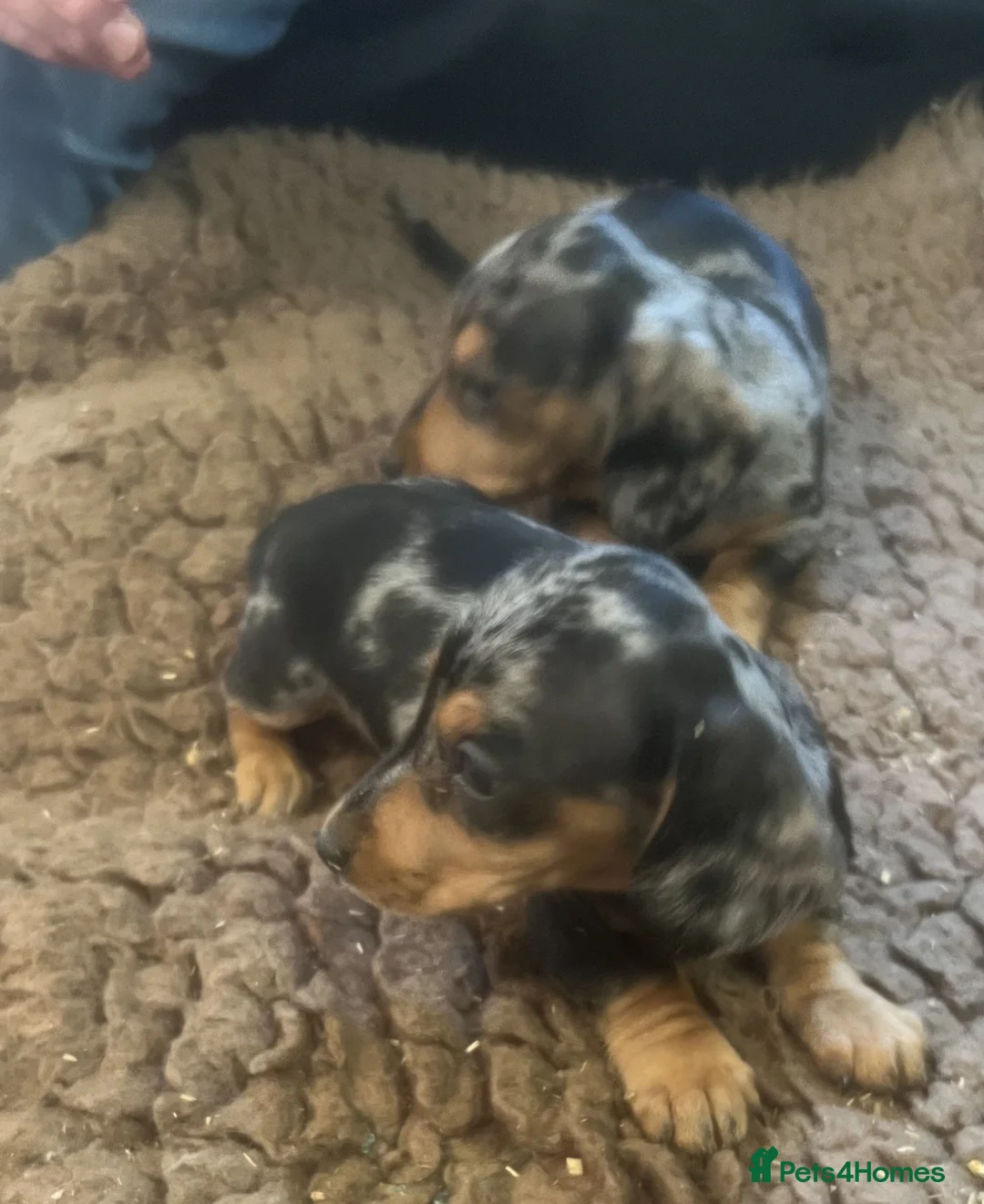 Miniature Dachshund dogs for sale: Lovely Mini Dachshunds in Treharris - Advert 2