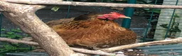 Chickens poultry for sale: Pekin Bantam Golden Partridge pullet in Stockport - Advert 3