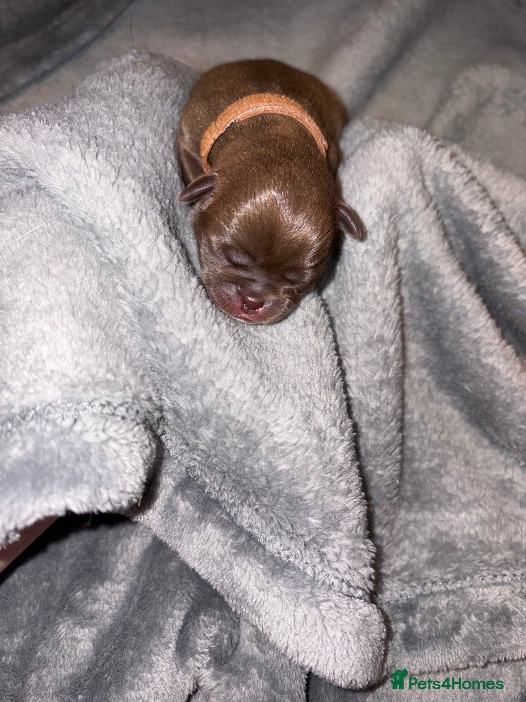 Pug dogs for sale: 6 stunning pugs for sale - Advert 13