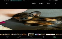 Dachshund dogs for sale: Our Precious Slinky - Image 1