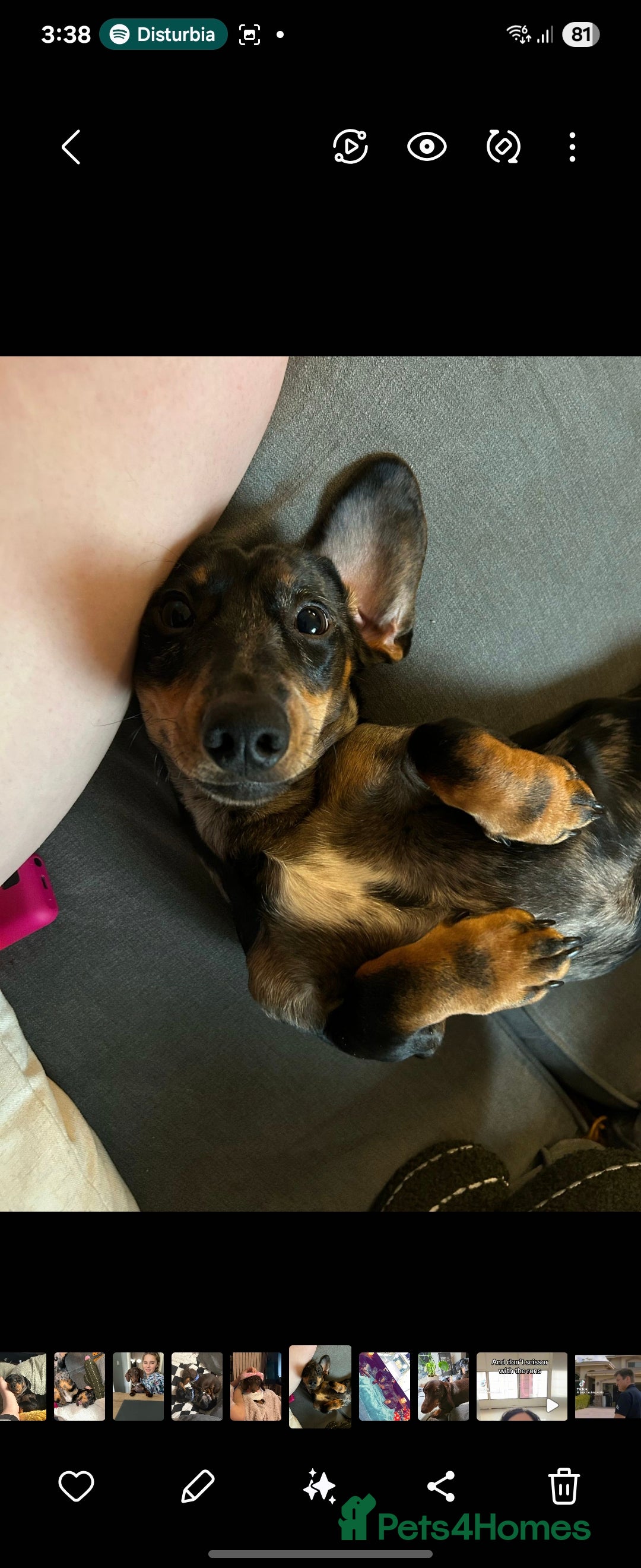 Dachshund dogs for sale: Our Precious Slinky - Image 1