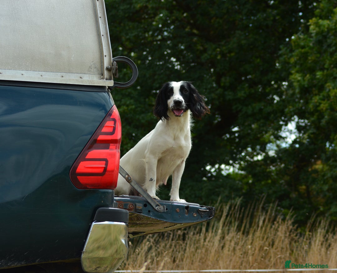 English Springer Spaniel dogs for sale: KC 10 week old Springer Spaniel puppies - Image 9