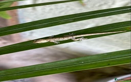 Gecko reptiles for sale: Mourning geckos  - Advert 6