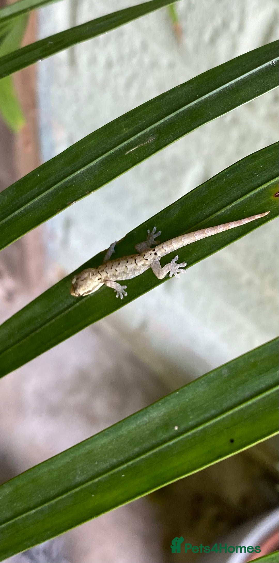 Gecko reptiles for sale: Mourning geckos  - Advert 6