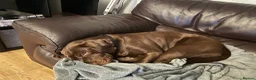 Labrador Retriever dogs for sale: Chocolate Labrador Retriever in Sheffield - Advert 3
