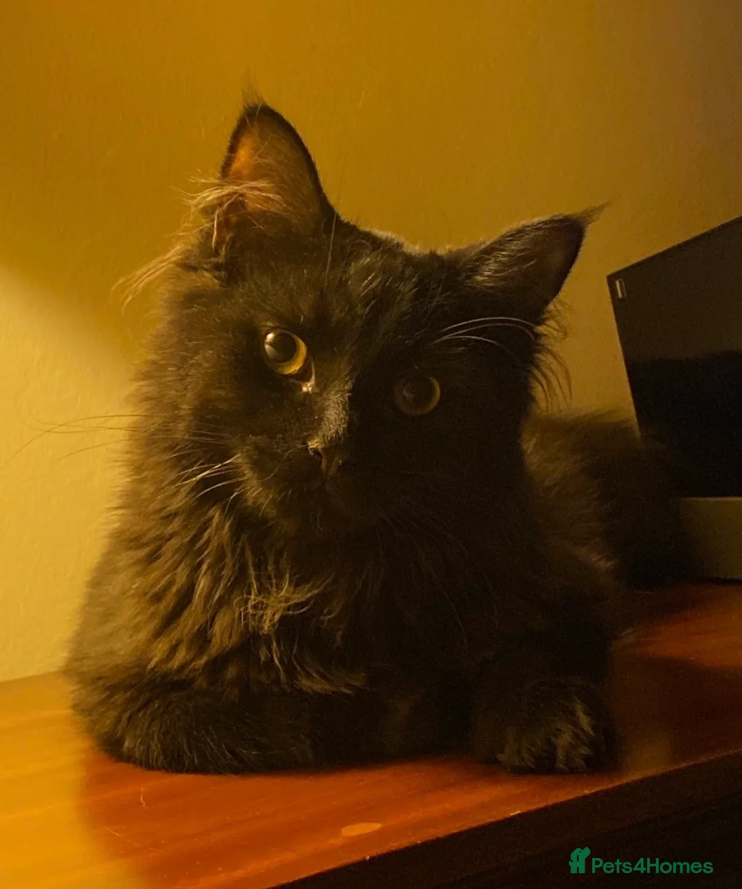 Mixed Breed cats for sale: Bonded Pair Teddy & Loki 🖤 Only to the Best Home - Advert 9