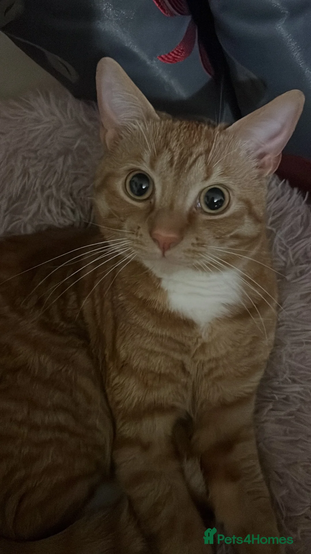 British Shorthair cats for stud: Ginger Stud Male Cat🦁 in Barking - Advert 2