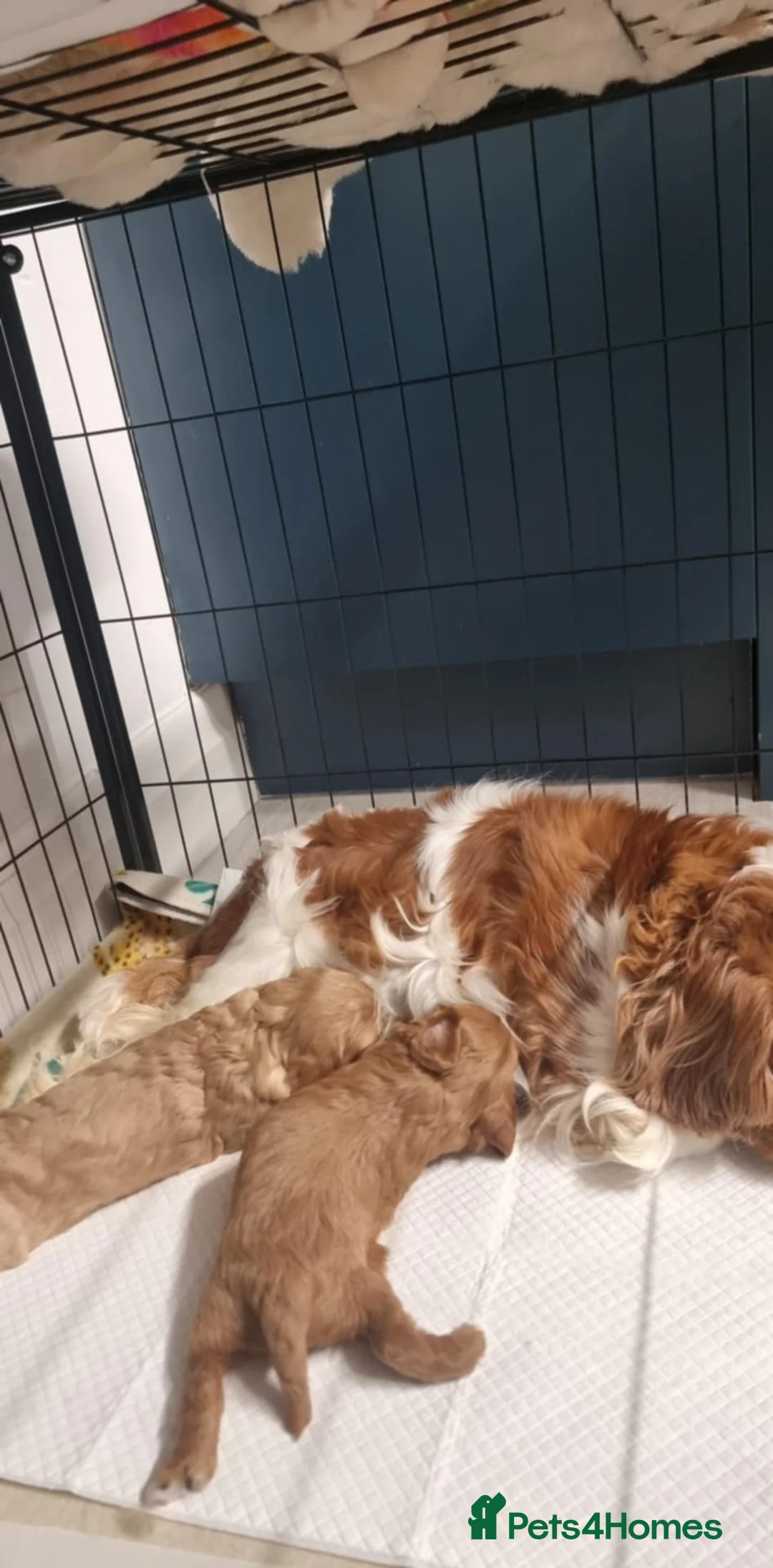 Cavapoo dogs for sale: Cavapoo - Advert 4