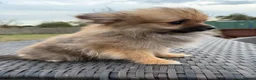 Pomeranian dogs for sale: Tiny Pom boy - Advert 2