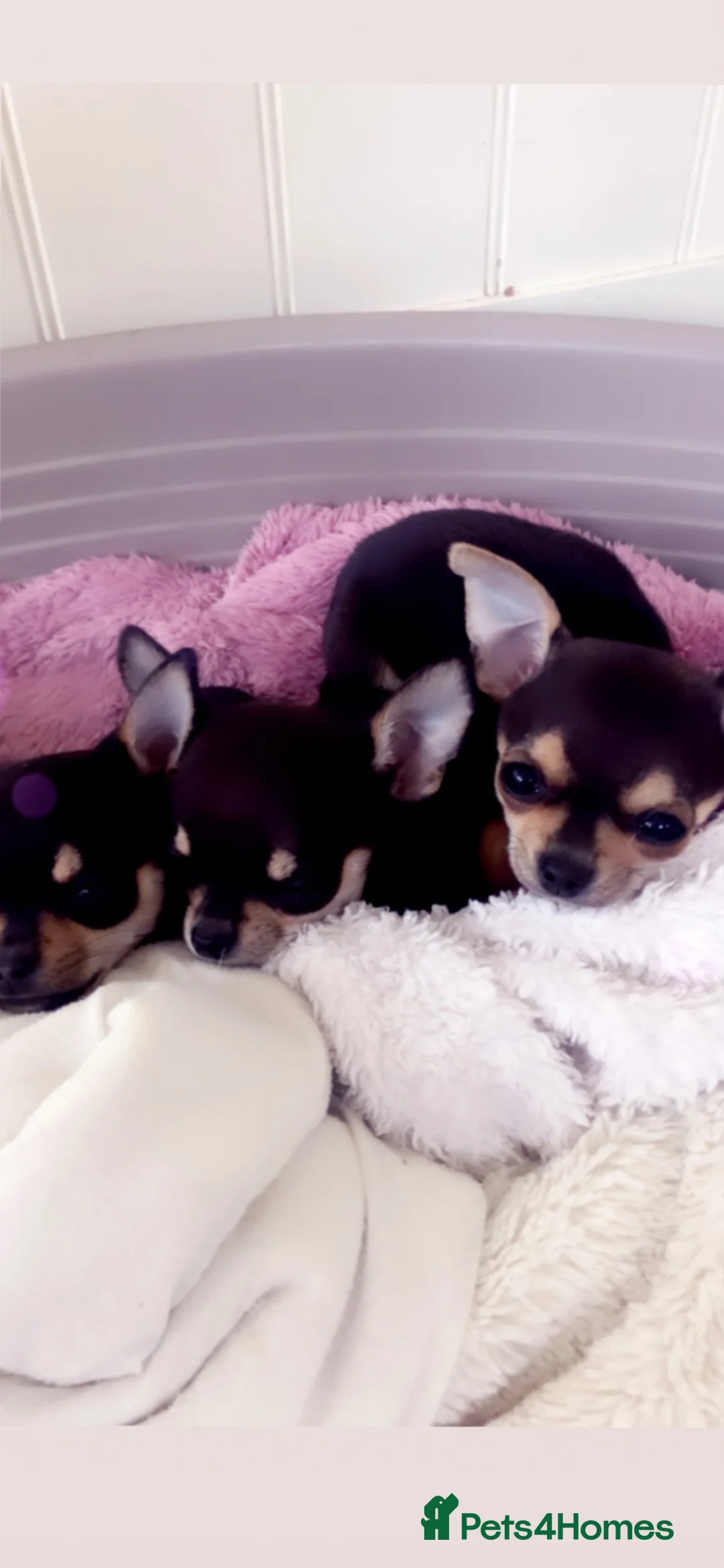 Chihuahua dogs for sale: brown and tanned full bread chihuahua puppys - Advert 1