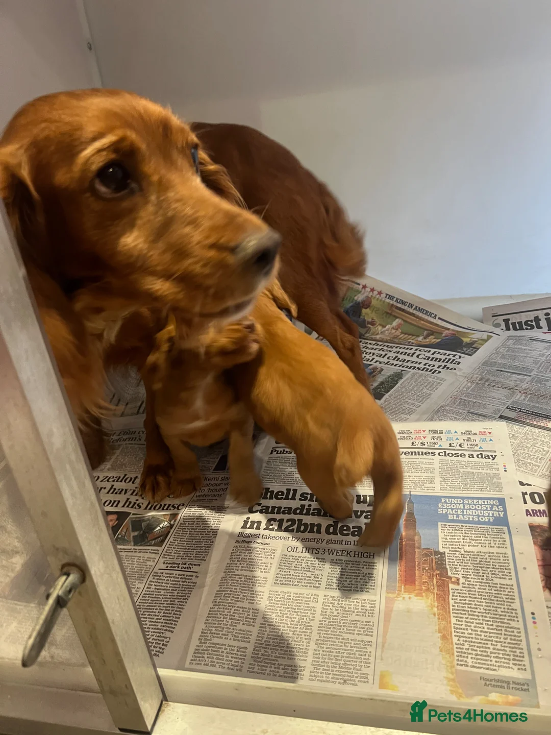 Cocker Spaniel dogs for sale: Working cocker spaniel kc registered boys only  - Advert 2